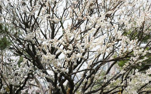 국립수목원 ‘우리의 정원식물’, 12월은 겨울의 고결한 매력, ‘매실나무...