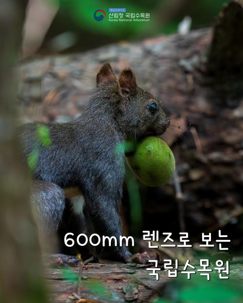 600mm 렌즈로 보는 국립수목원