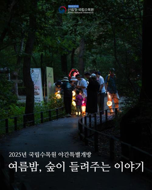 여름밤, 숲이 들려주는 이야기