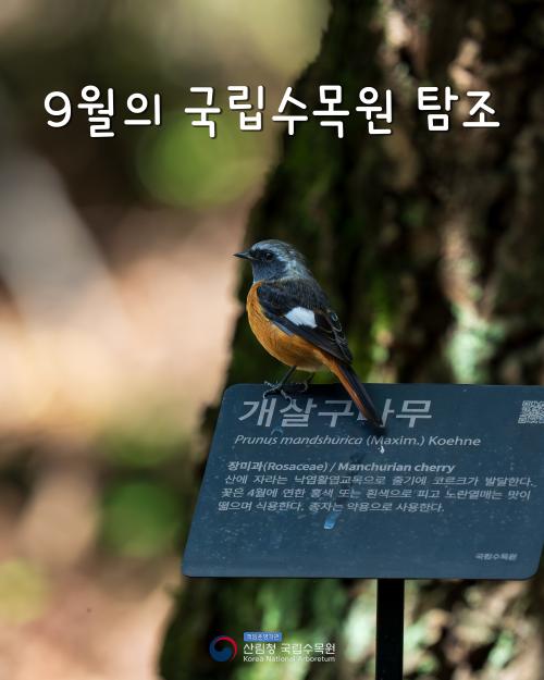 9월의 국립수목원 탐조