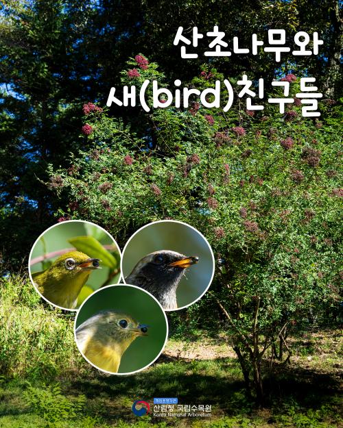 산초나무와 새(bird)친구들