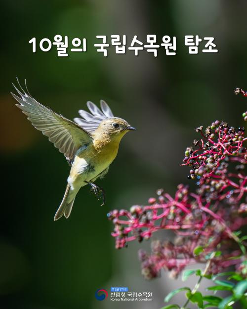 10월 국립수목원 탐조