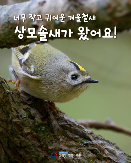 너무 작고 귀여운 겨울철새 상모솔새가 왔어요!