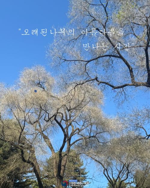 오래된 나무의 아름다움을 만나는 시간