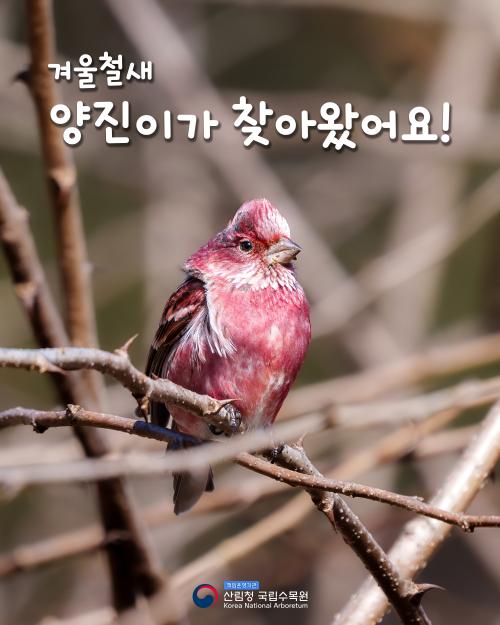 겨울철새 양진이가 찾아왔어요