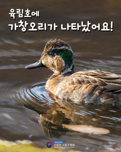 육림호에 가창오리가 나타났어요!