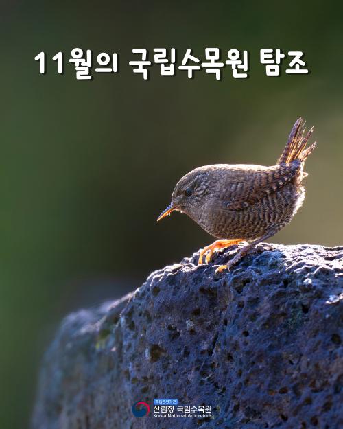 11월의 국립수목원 탐조