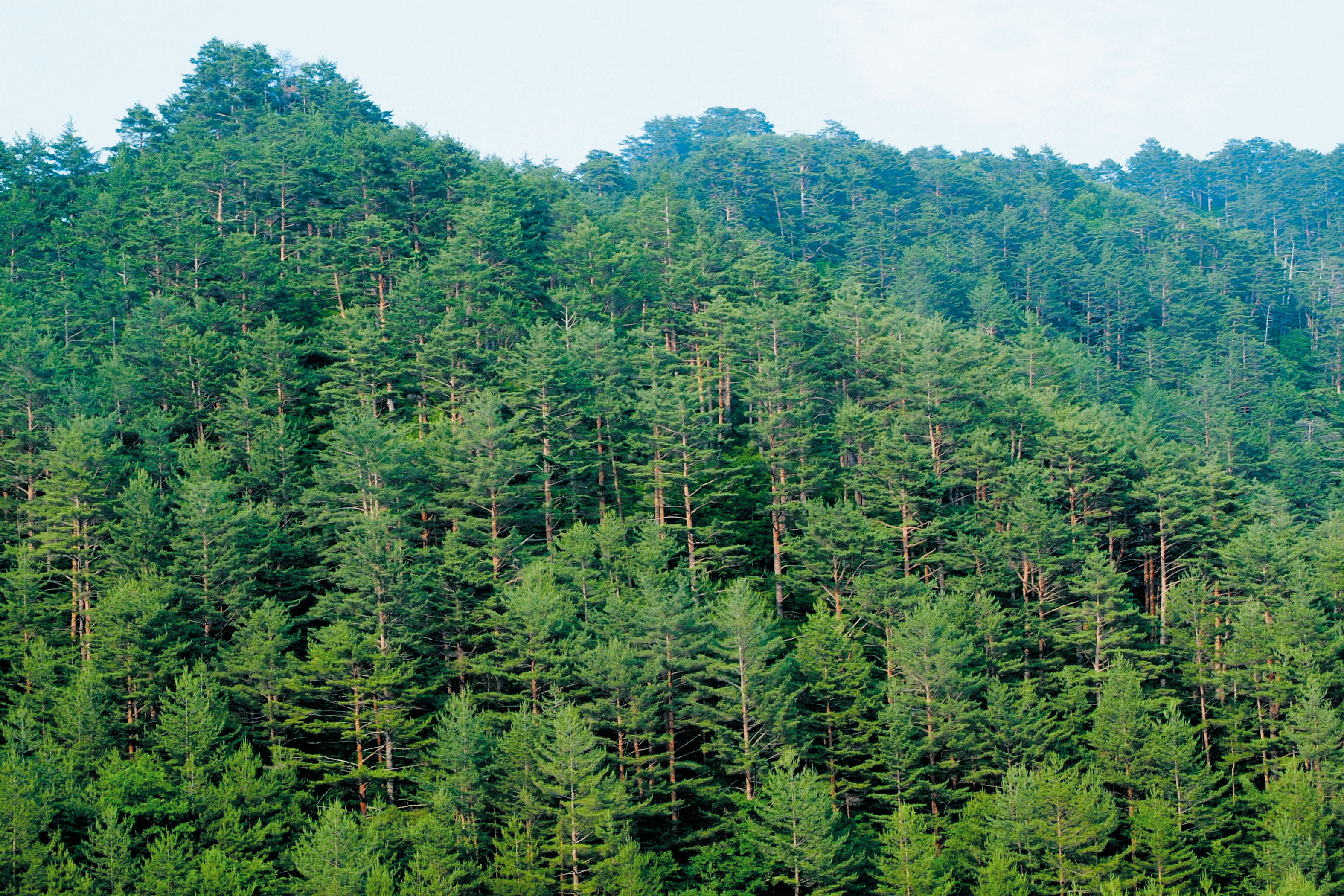 국민 만족도 1위 산림정책은... ‘국토녹화’(브리핑) 이미지2