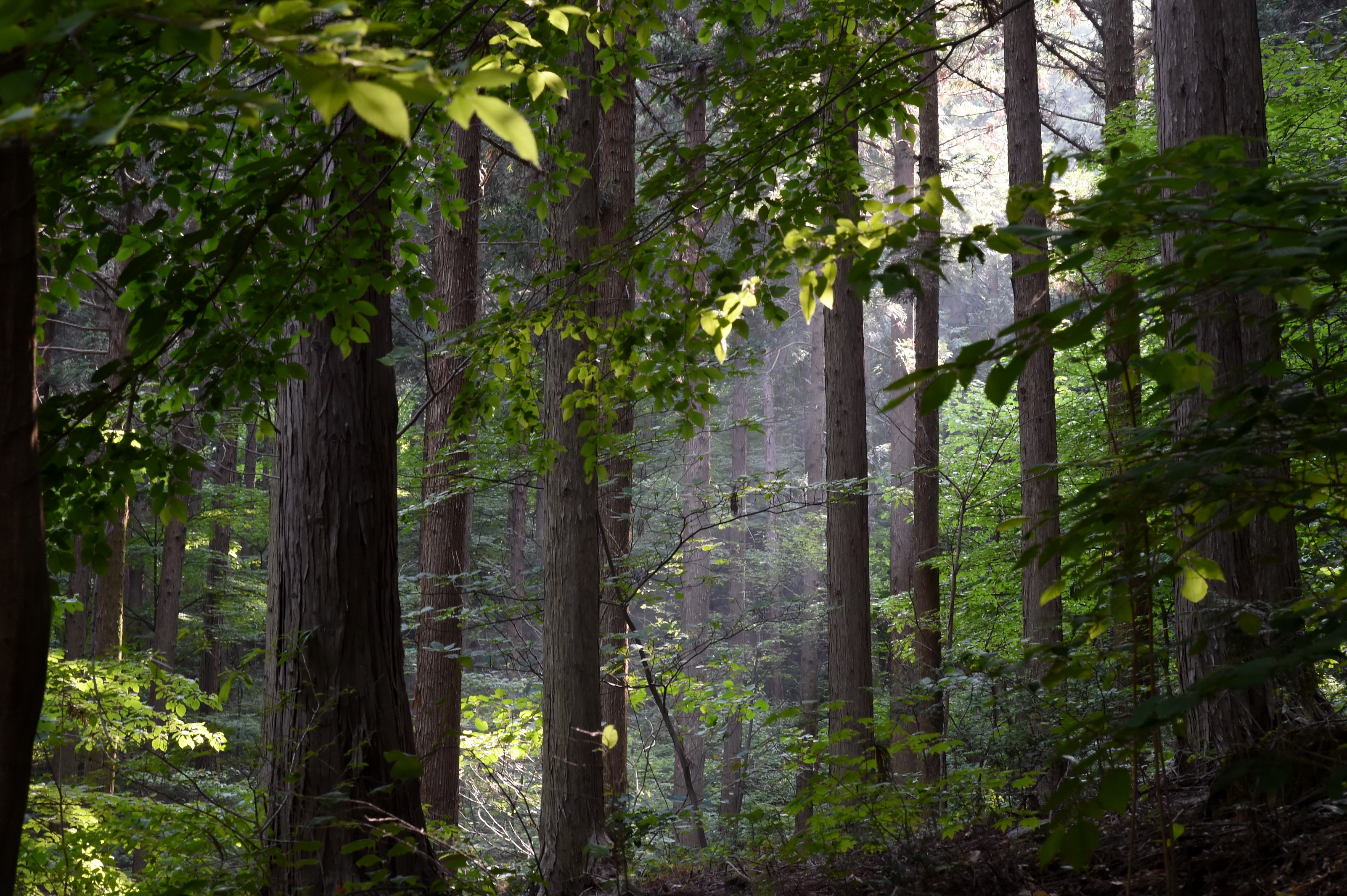국민 만족도 1위 산림정책은... ‘국토녹화’(브리핑) 이미지10