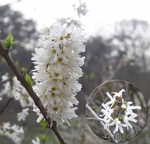 특산식물 미선나무 꽃을 피우다.