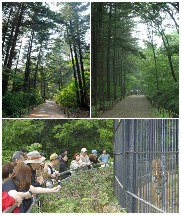 국립수목원, 15일부터 전나무 숲길 및 산림동물원 개방 이미지1