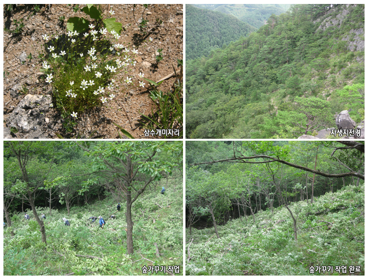 남한지역에서 처음으로 발견된 ‘삼수개미자리’의 자생지 보전