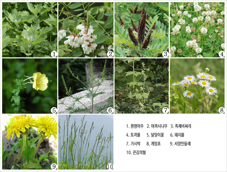 한국정착 귀화식물 321종…8년전보다 51종 늘고 분포지 확대