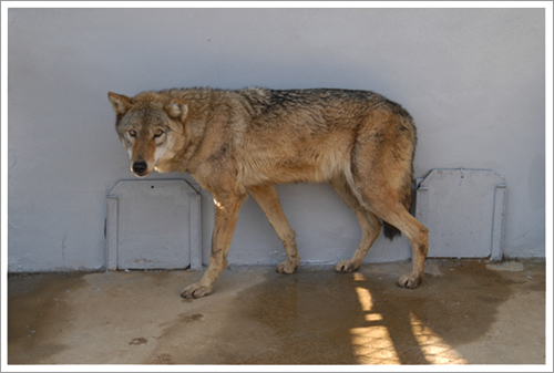 국립수목원 탈출 늑대 포획 이미지1