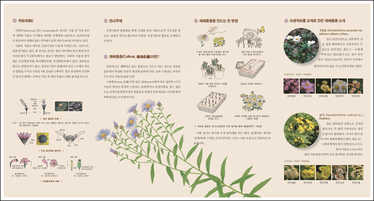 국립수목원,「자생국화, 새롭게 태어나다」 전시회 개최 이미지2