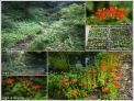 국립수목원, 멸종위기 제비동자꽃 자생지 복원