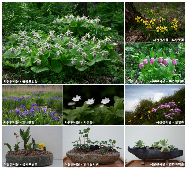 국립수목원, 희귀·특산식물 특별전시회 개최(5월 5일~5월 16일) 이미지1