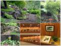 국립수목원, 양치식물의 ‘진화’를 주제로 특별전시회 열어