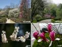 국립수목원으로 봄꽃 활짝 핀 나무 보러 오세요!