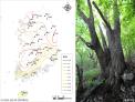 국립수목원, 신갈나무 신록(新綠)지도 국내 최초 작성