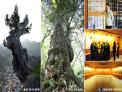 최대 2,500년 된 우리 땅의 ‘산림유존목’ 사진전시회 개최