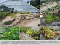국립수목원, 돌나물과수집원 활용하여 돌나물속 식물 식별 프로그램 운영