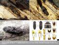 일본 특산인 줄 알았던 방아벌레 1종, 광릉숲에서도 발견돼