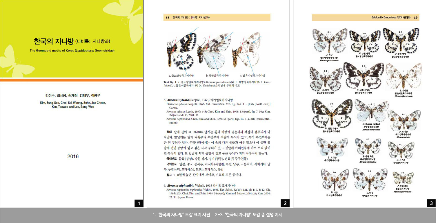 우리나라에 서식하는 자나방 정보를 한 눈에 이미지1