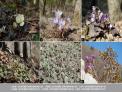 봄꽃의 북상을 볼 수 있는 5월의 DMZ자생식물원