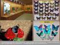국립수목원, ‘아름다운 나비 세상’이라는 주제로 나비 표본 전시회 열어
