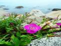 국립수목원, 한반도의 새로운 식물종 ‘갯바위패랭이꽃’ 찾아내