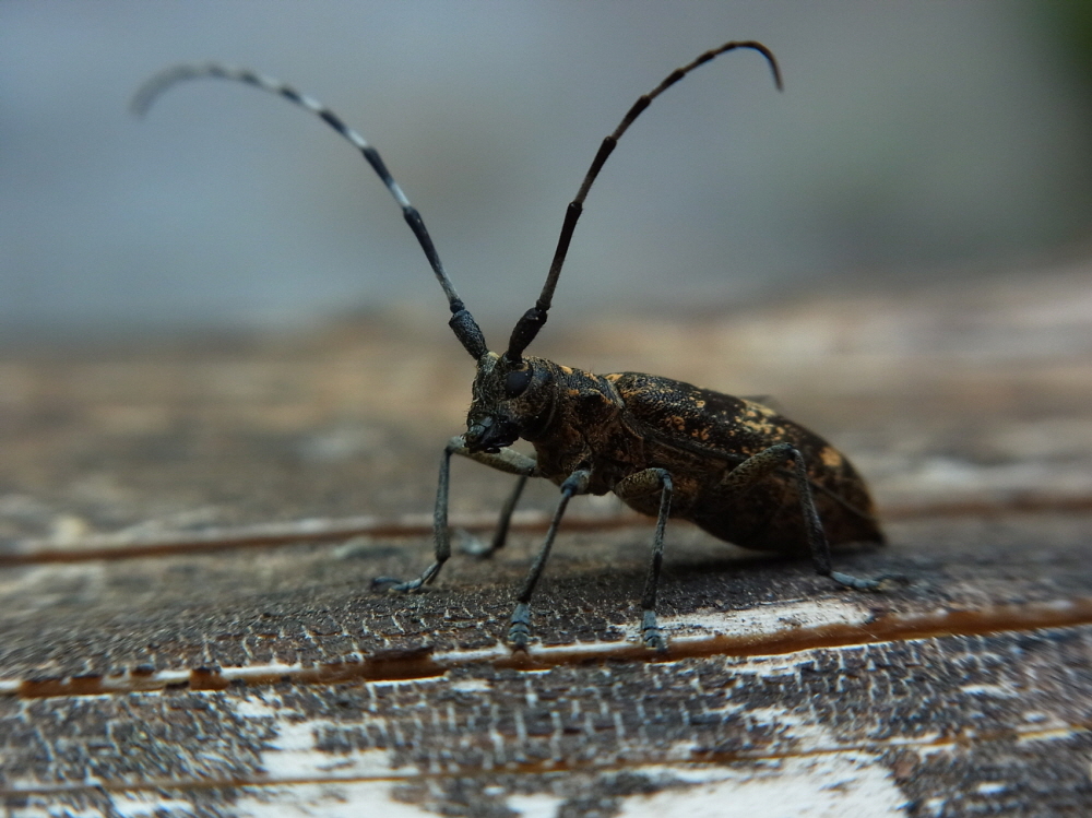 국립수목원, 작년 발견에 이어 소나무재선충 옮기는 곤충의 천적 4종 확인 이미지1
