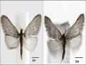국립수목원, 한국산 주머니나방과 신종 2종 발견