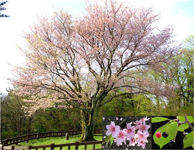 세계 최초 ‘제주도 자생 왕벚나무’ 유전체 해독 이미지1