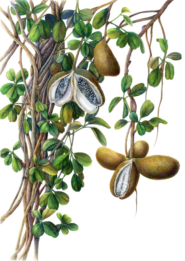 나무와 열매 그리고 Botanical Art 이미지1