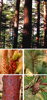 소나무 전경사진 및 꽃, 잎, 줄기, 열매 이미지