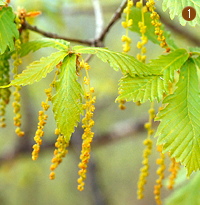 신갈나무 전경사진