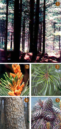 잣나무 전경사진 및 꽃, 잎, 줄기, 열매 상세 이미지
