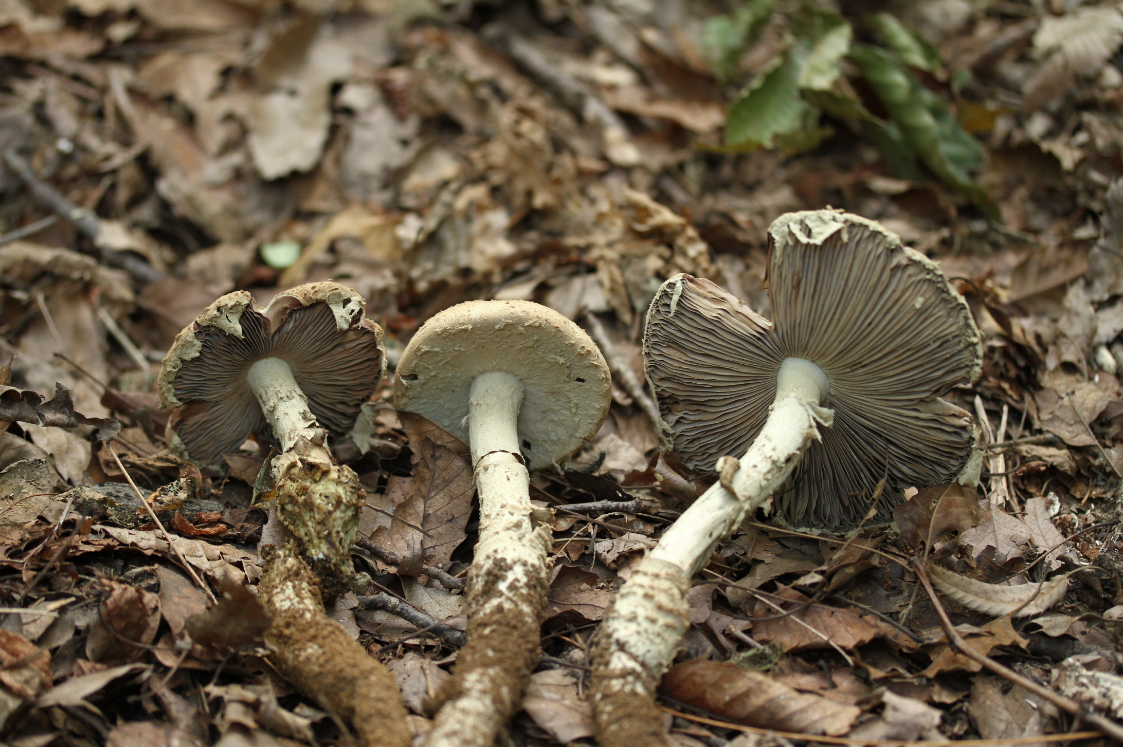 국립수목원, ‘광대버섯속 신종(갈색주름광대버섯) 및 미기록종’발견 이미지1
