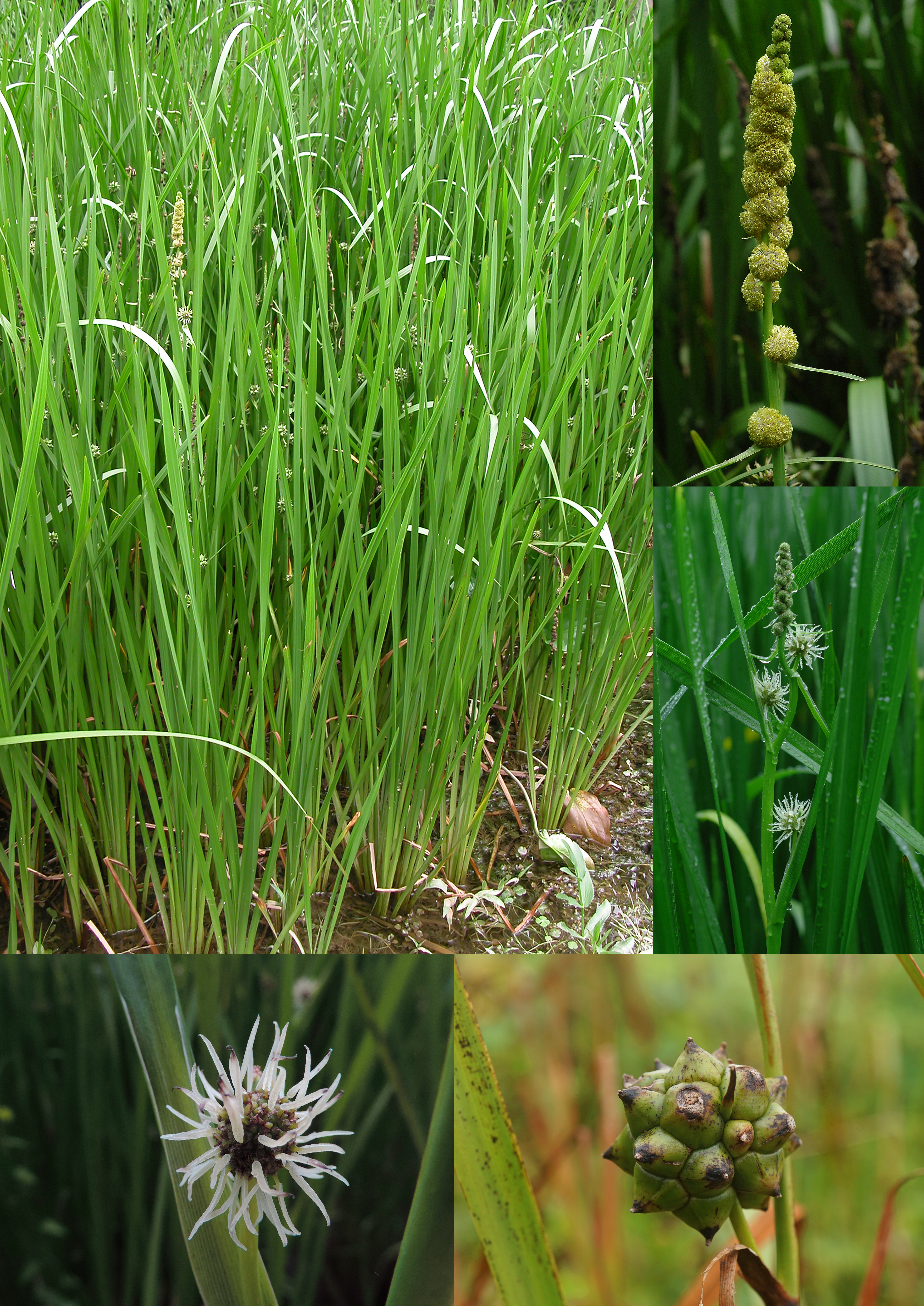 그림으로 만나는 골풀과·곡정초과·부들과 식물 이미지1