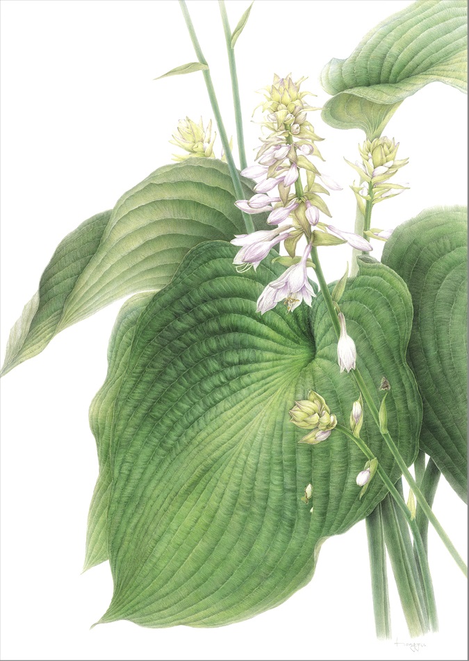 식물화로 만나는 국립수목원 비비추식물 이미지1