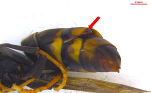 침입외래종 “등검은말벌” 기생자 첫 발견