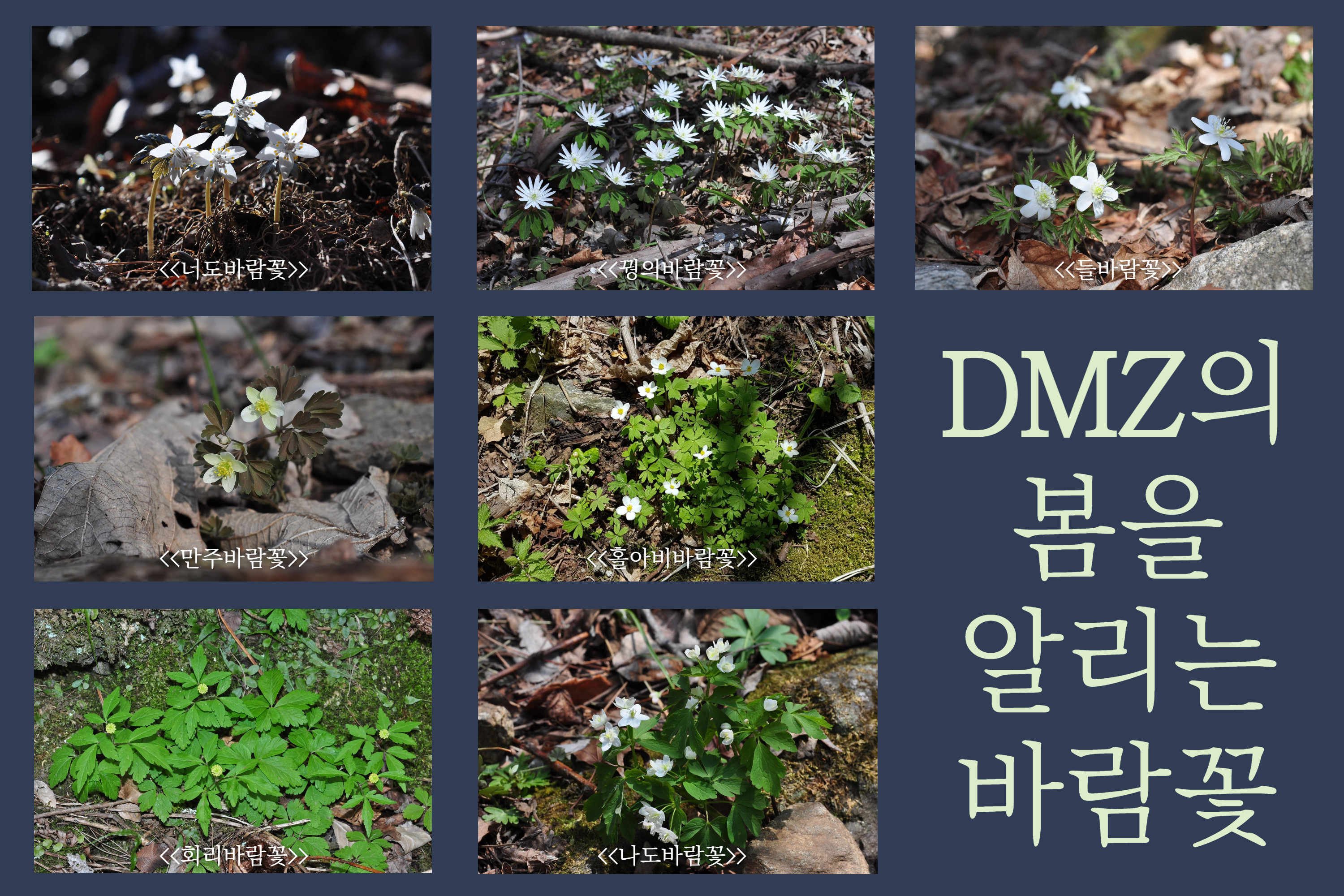 비무장지대(DMZ)의 봄을 알리는 ‘바람꽃’ 이미지1