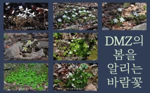 비무장지대(DMZ)의 봄을 알리는 ‘바람꽃’