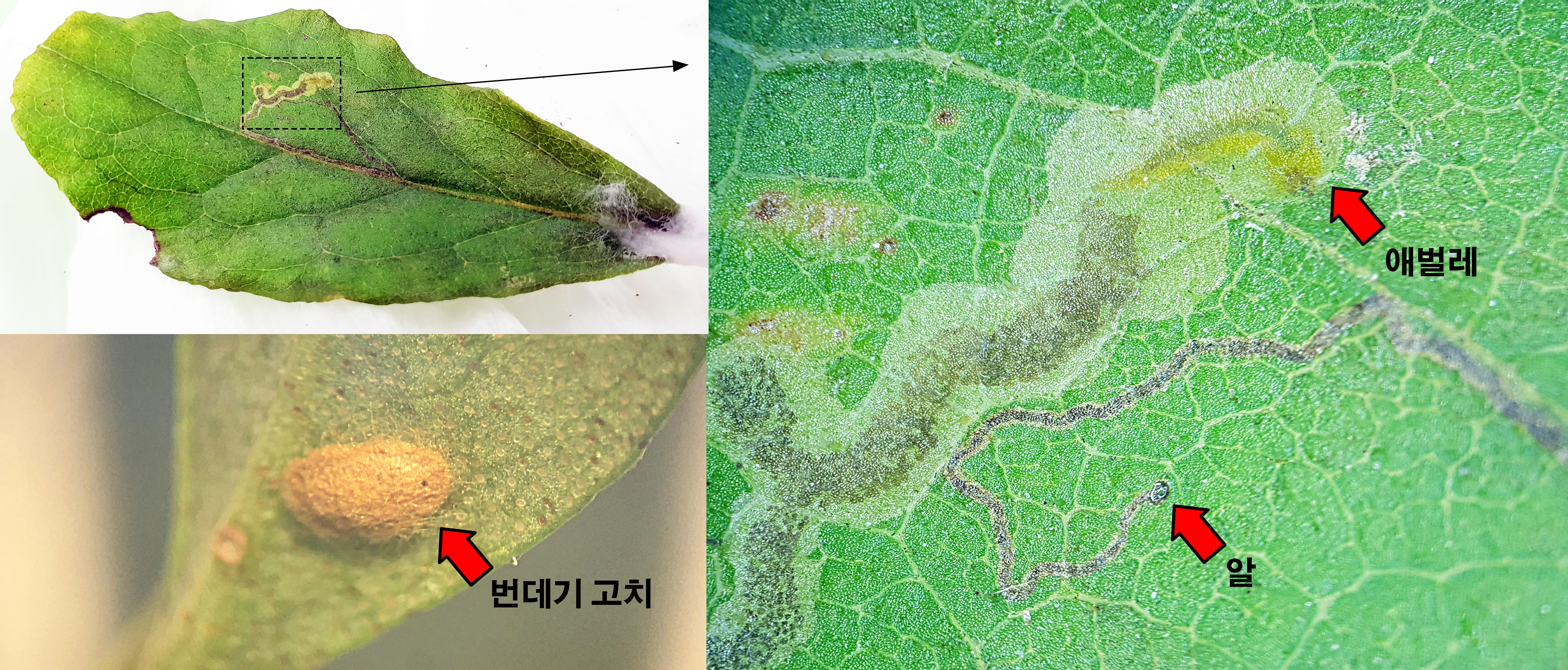 식물 잎에 낙서를 남기는 곤충의 정체를 찾았다. 이미지1