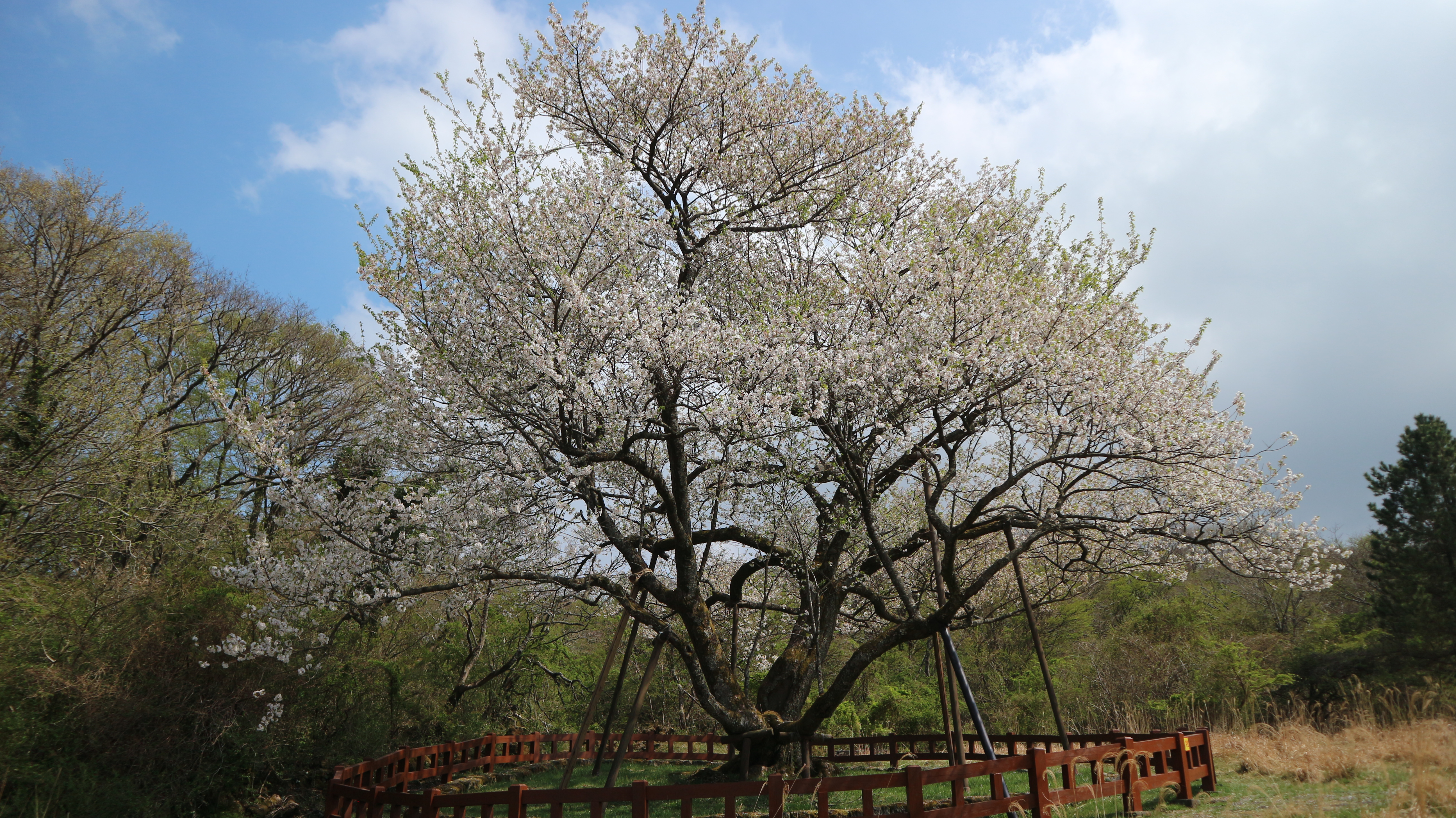 왕벚나무의 제주 기원에 대한 과학적 근거 확보 연구 추진 이미지1