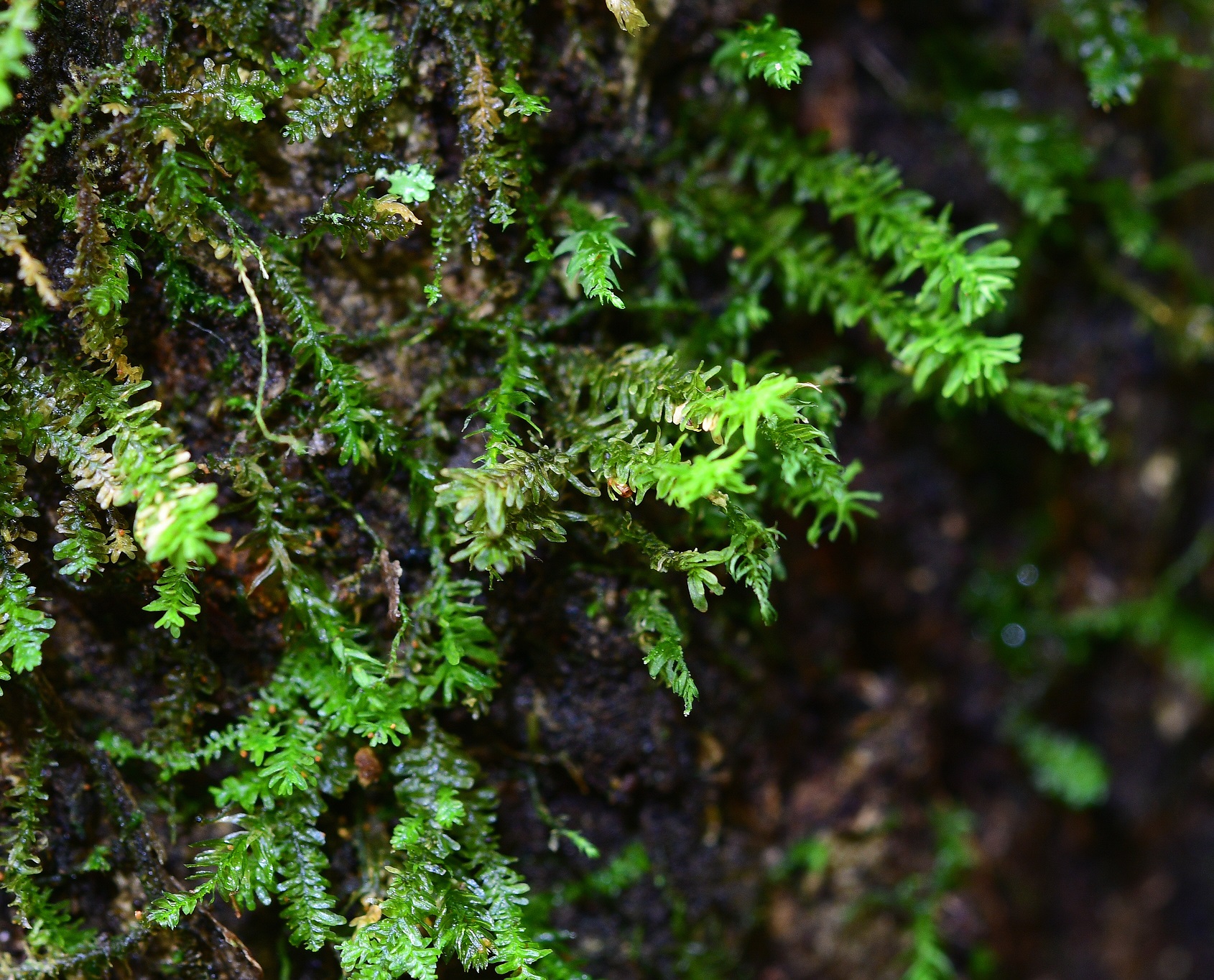 국내 미기록 선태식물 2종 광릉숲에서 처음으로 생육 확인 이미지1