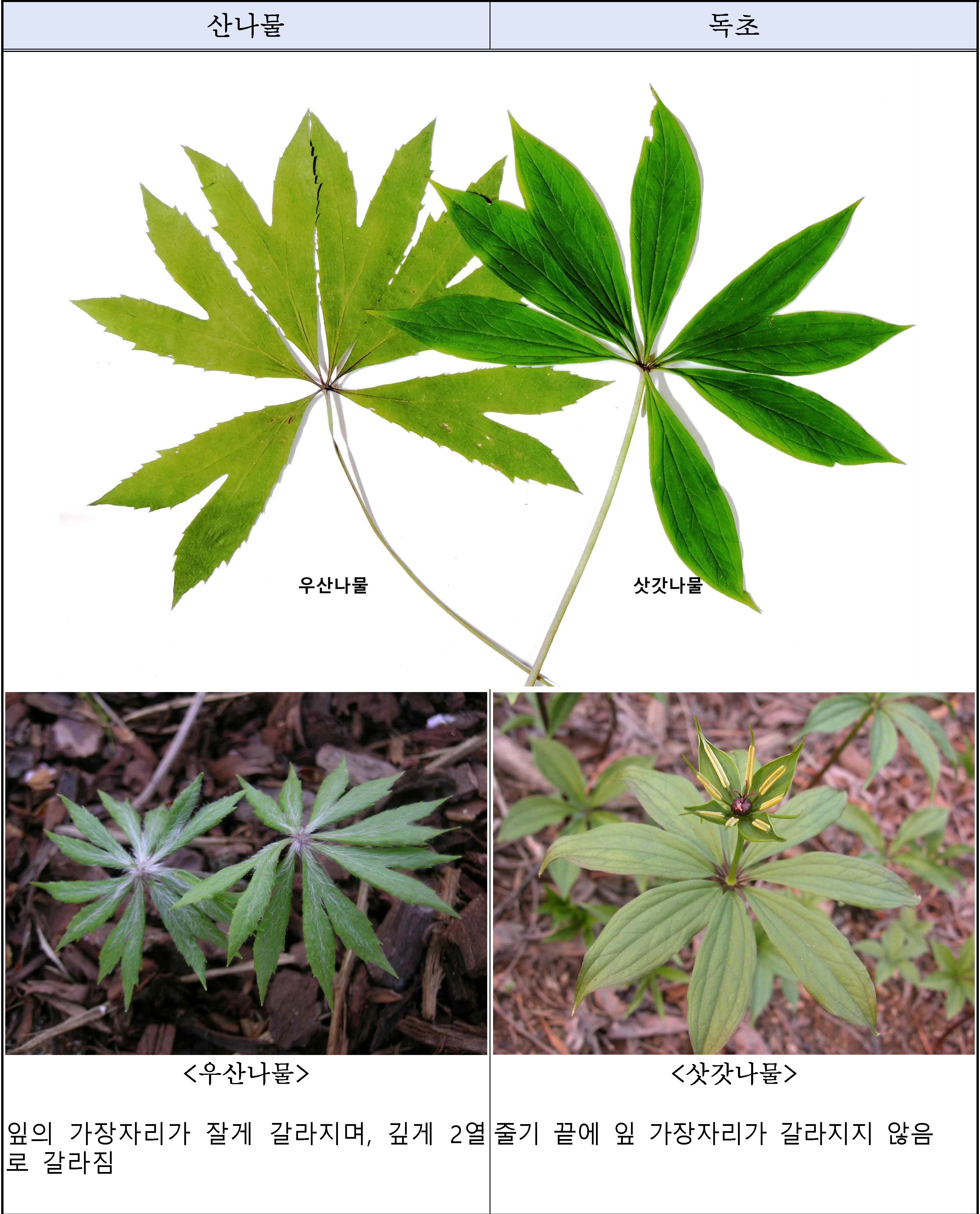 산에서 채취한 나물, 정말 먹어도 괜찮을까? 독초와 구별하는 법 이미지1