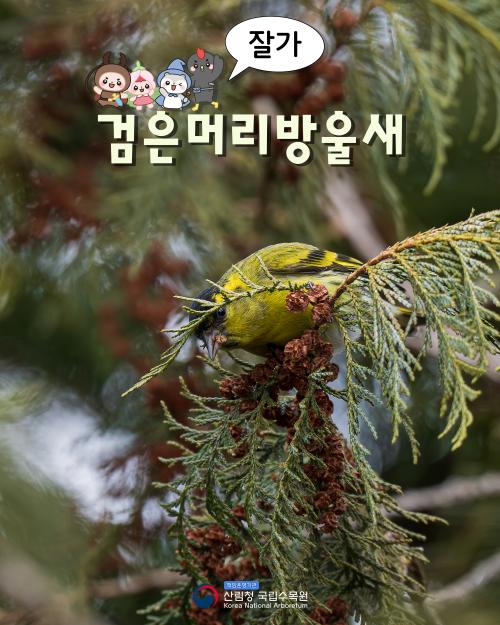 잘가, 검은머리방울새