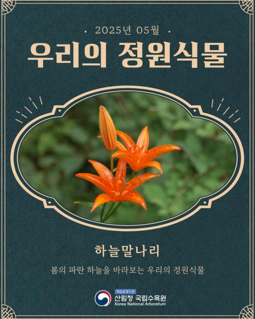2025 우리의 정원식물 - 5월 하늘말나리